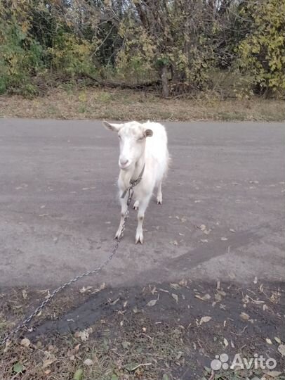 Корова дойная коза дойная