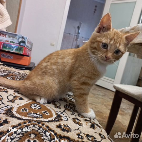 Кошка в дар бесплатно