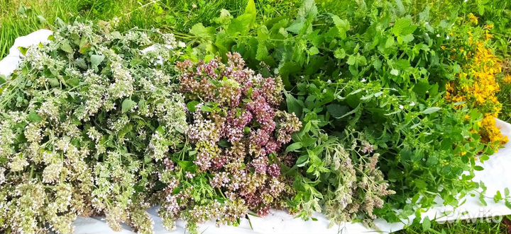 Душица, мелисса, мята