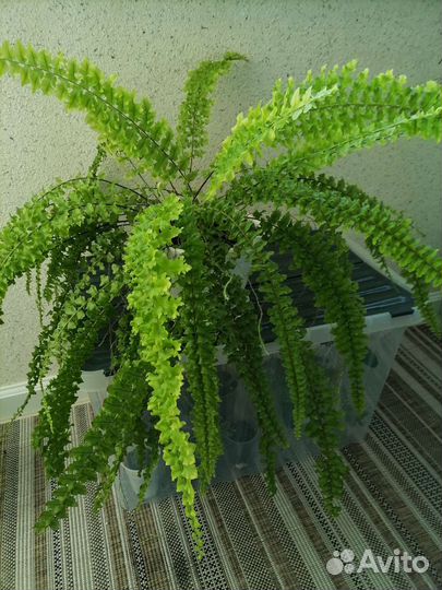 Папоротник