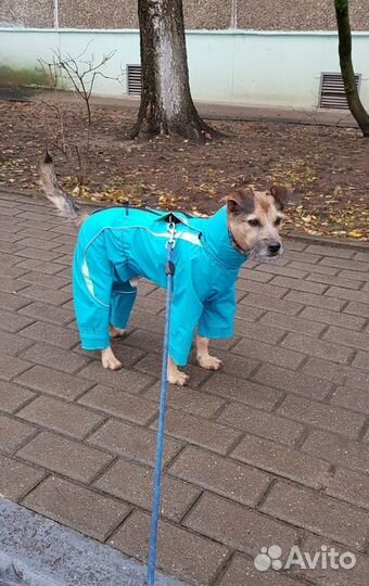 Комбинезон для средней собаки