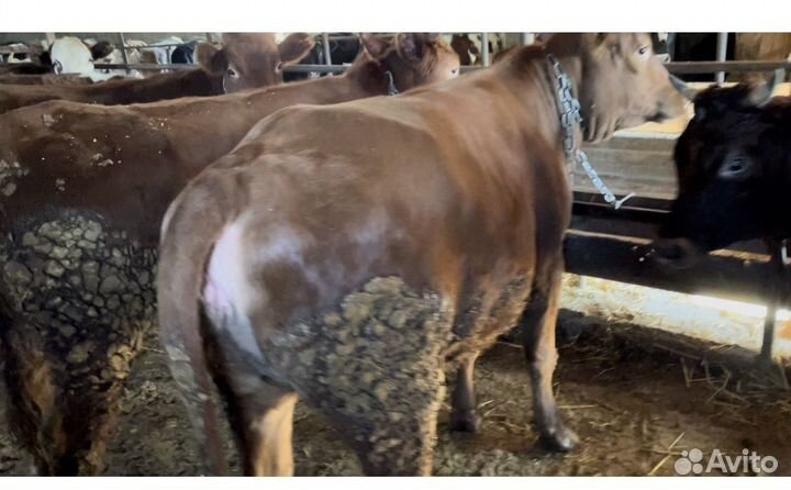 Телки на мясо