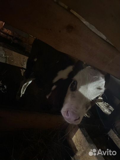 Бычки домашние