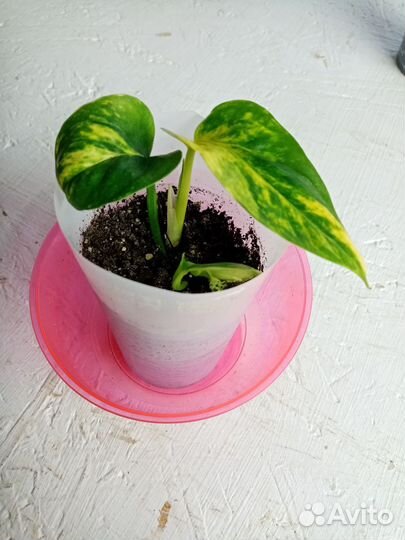 Сциндапсус