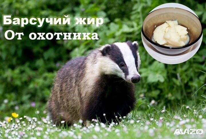Барсучий жир от охотника