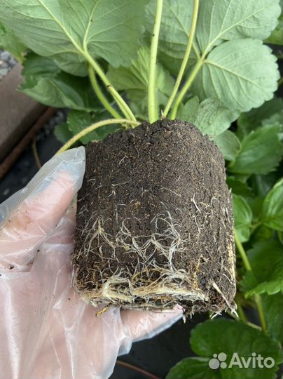 Рассада клубники