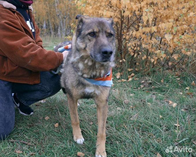 Собака хорошая