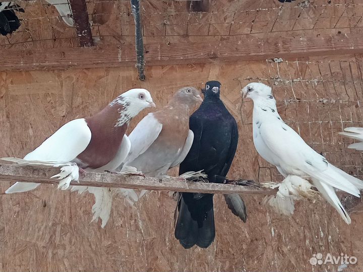 Голуби