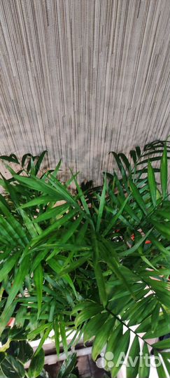 Пальма Хамедорея Элеганс