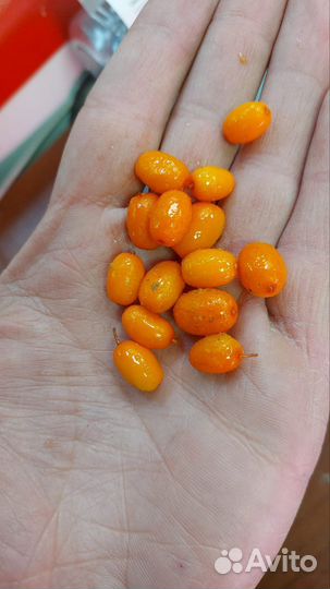 Замороженная садовая облепиха. Отличное качество