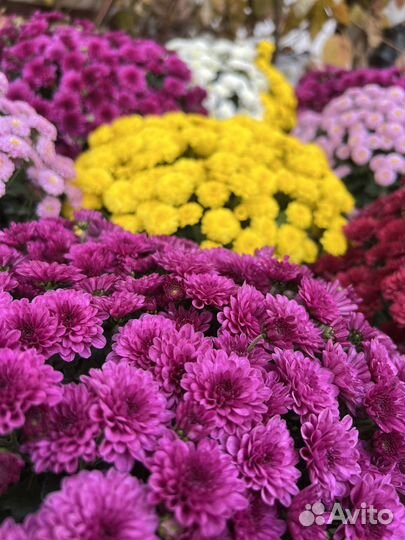 Хризантема