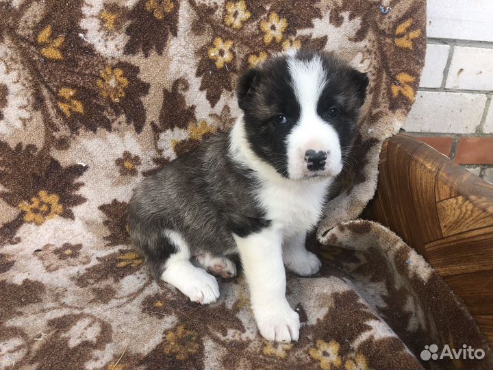 Среднеазиатская овчарка алабай щенки