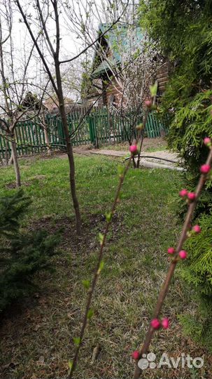 Сакура саженцы