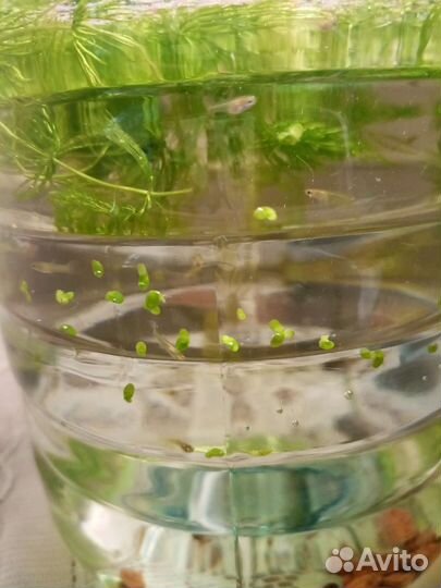 Мальки гуппи