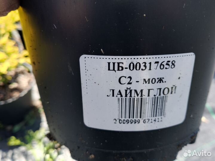 Можжевельник Лайм Глоу 317658мск