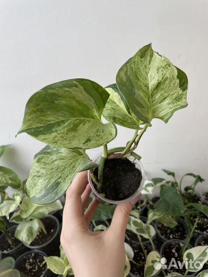 Комнатные растения