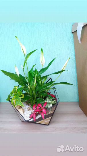 Флорариумы