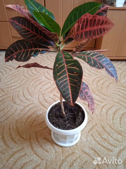 1,2 фото-Кодиеум. 3, 4 фото- Gold Star