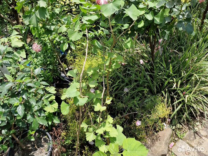 Гинкго билоба