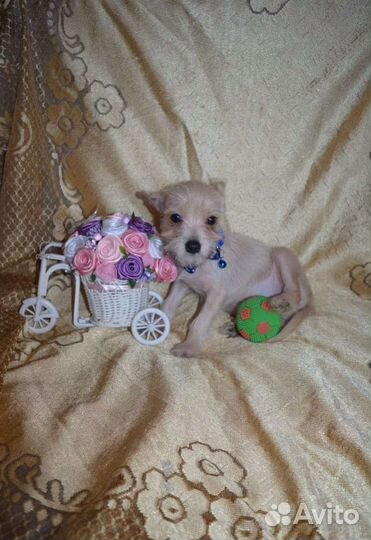 Красавчик чорка