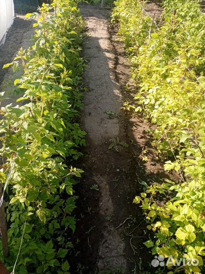 Саженцы малины мапема, полонез, энросадира