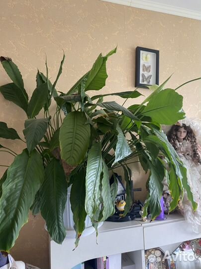 Спатифиллум