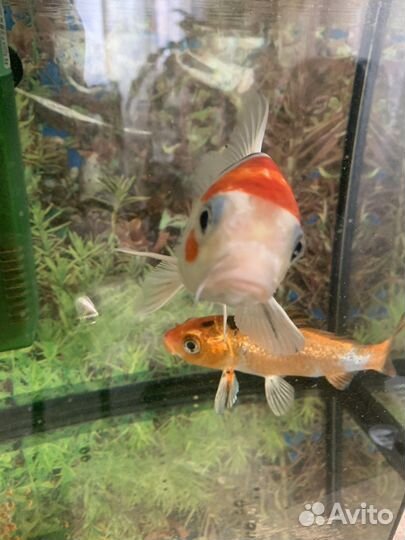 Рыба японский карп кои