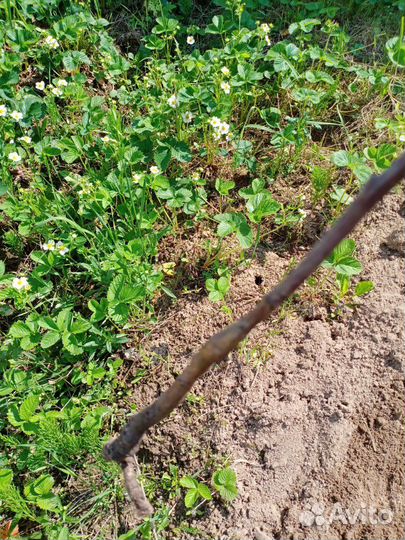 Саженцы ежевики,крыжовника,черной смородины и мали