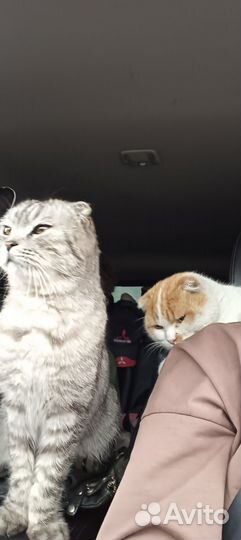 Вислоушки коты