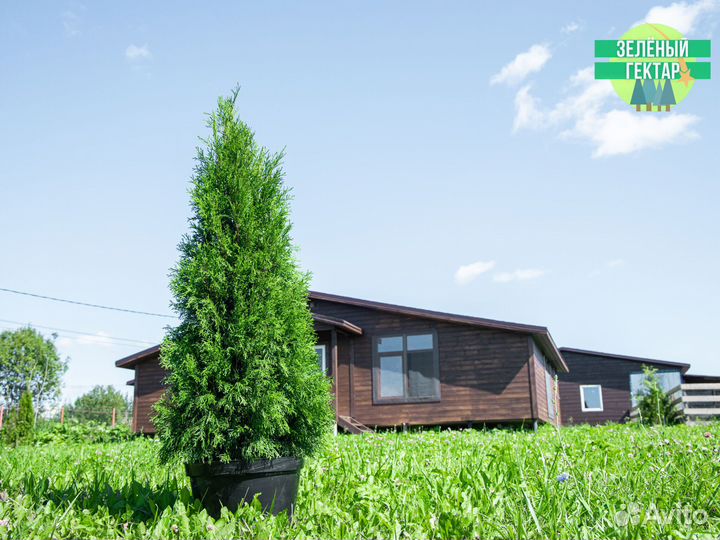 Туя смарагд 140 см свежая копка 2023