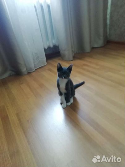 Красавица кошечка