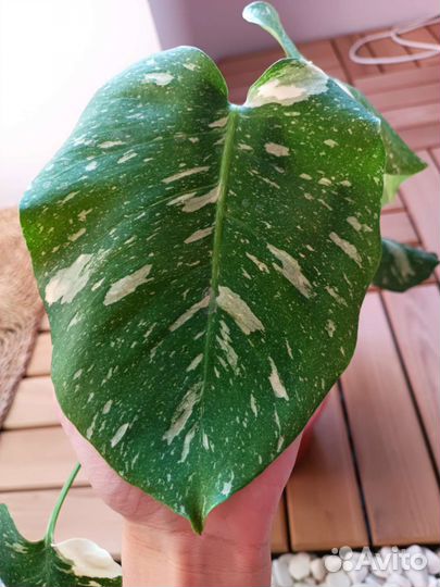 Монстера тайское созвездие