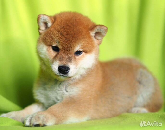 Щенки сиба шиба ину