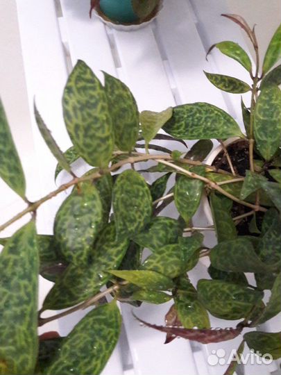 Эсхинантус - комнатные цветы