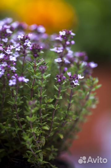 Крымские травы