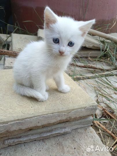 Белые котята