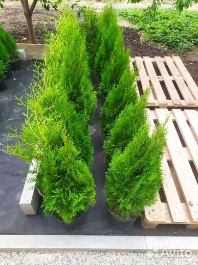 Туя смарагд