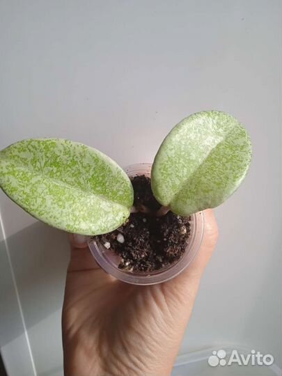 Хойя Nova Ghost'