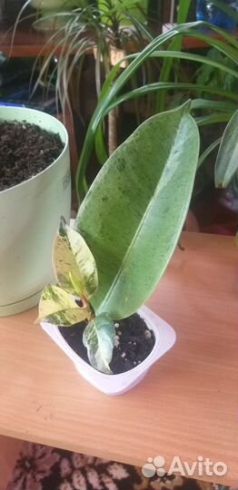 Фикусы Кротоны