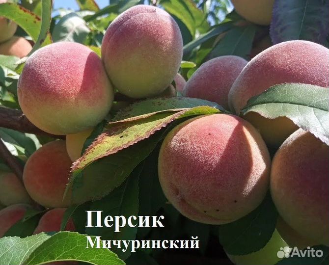 Саженцы персика