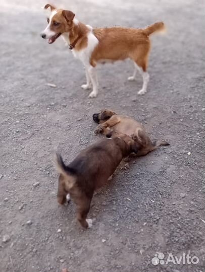 Щенки