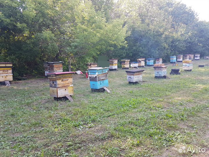 Продам улья, пчелоинвентарь