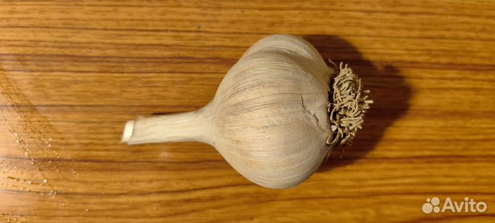 Чеснок озимый