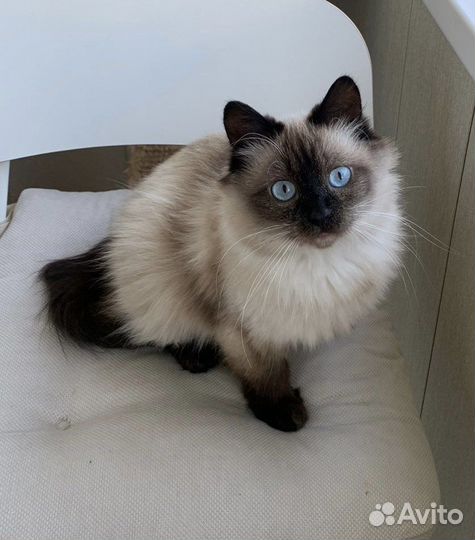 Кошечка Роза ищет дом