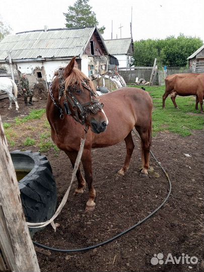 Кобыла с жеребчиком