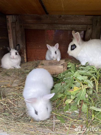 Кролики мини