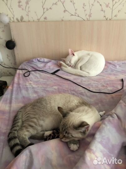 Котята бесплатно