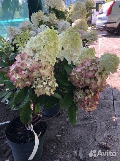 Новинки метельчатая гортензия