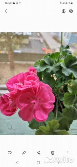 Пеларгония герань