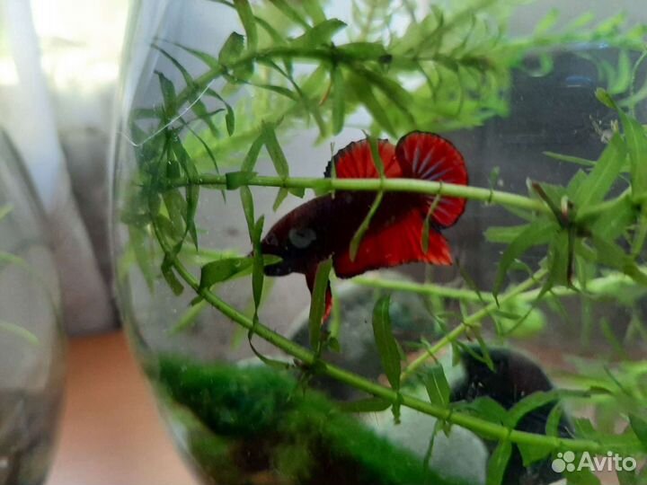 Рыбка петушок